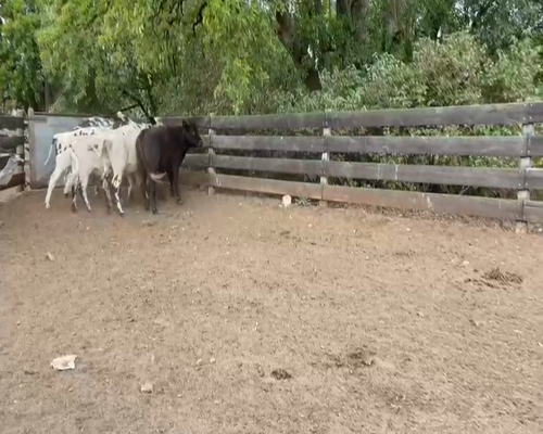 Lote (Vendido)6 Vaquillonas 1 a 2 años NOR-HOL CRUZA a remate en 2da Pantalla ENTRE MARTILLOS 353kg -  en CARRETA QUEMADA