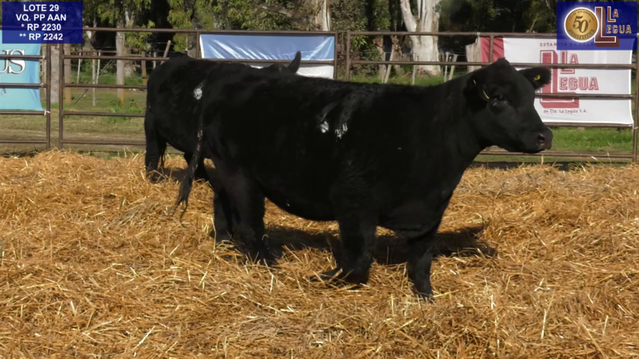 Lote VAQUILLONAS ANGUS  PP