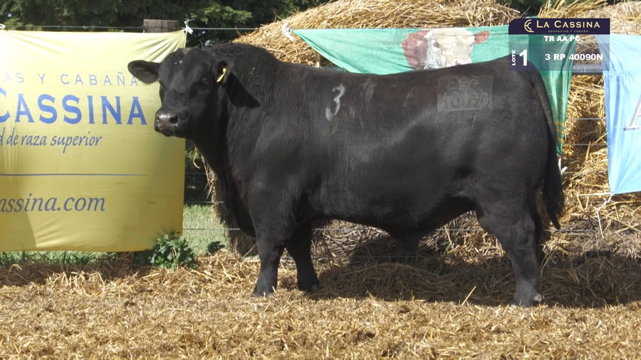 Lote TOROS ANGUS PURO CONTROLADO