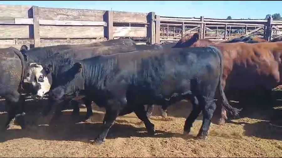 Lote 20 Novillo Gordo en Los Ángeles, VIII Región Biobío