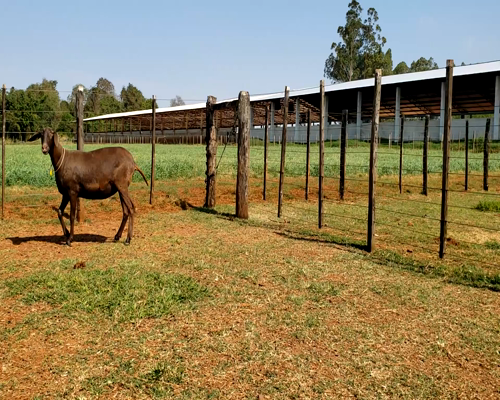 Lote Hembra P3 a remate en 1° Feria Online APCO Dorper y Santa Inés en Santa Rita