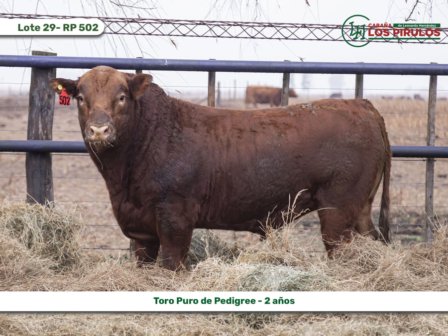 Lote TOROS PUROS DE PEDIGREE - 22/24 meses