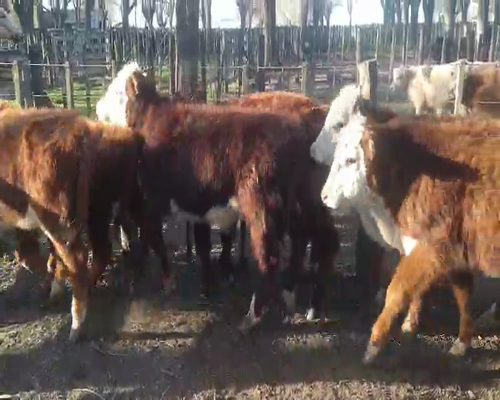 Lote 8 Terneros en Gral. Lamadrid, Buenos Aires