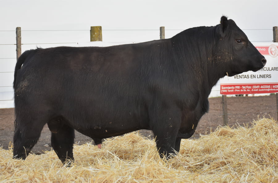 Lote TOROS PC