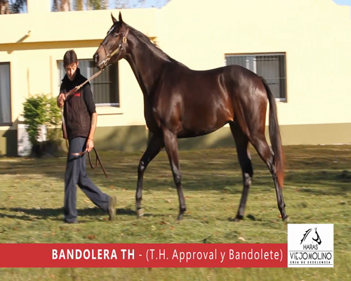 Lote BANDOLERA TH