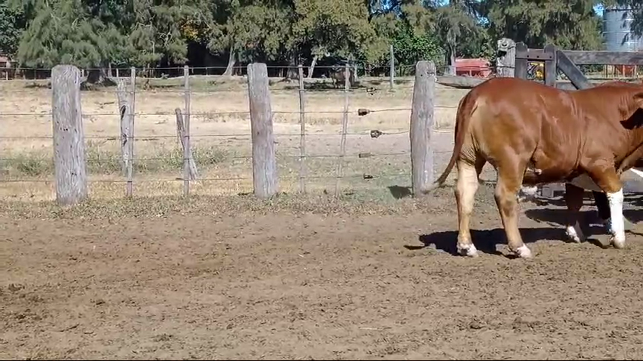 Lote 4 Novillo Consumo