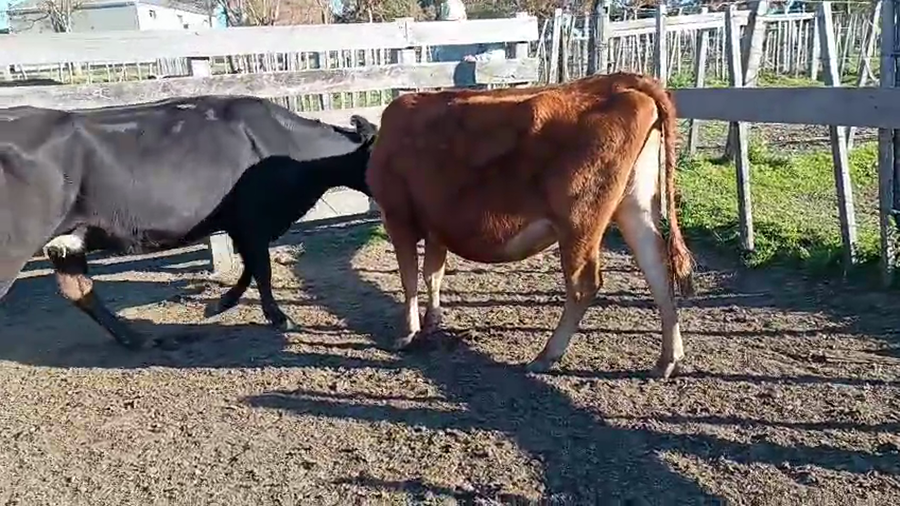 Lote 2 Vaquillonas  a remate en Pantalla Aniversario - Escritorio Camy 400kg - , San José