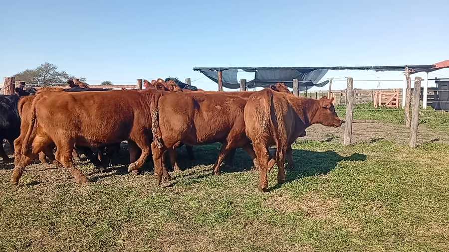 Lote 29 Vaquillonas P/ entorar en Entre Ríos, Conscripto Bernardi