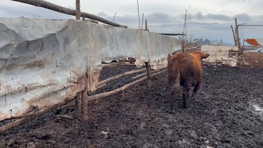 Lote 20 Vaquilla Gorda en Mostazal, VI Región O'Higgins