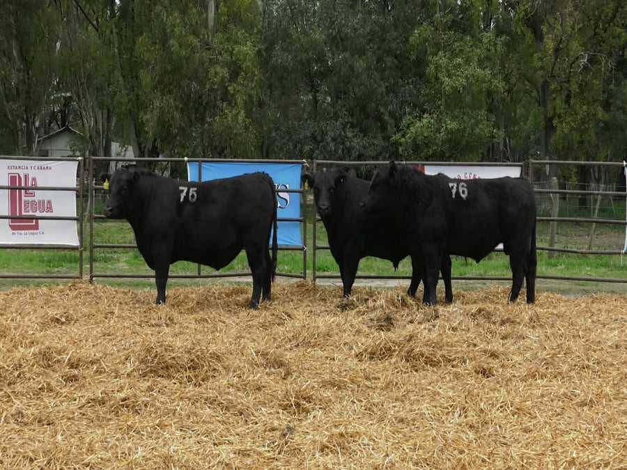 Lote TOROS ANGUS NEGROS PC