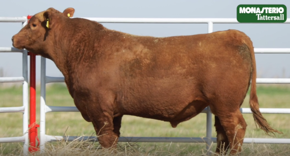 Lote TOROS GENERALES, CONTROLADOS Y REGISTRADOS