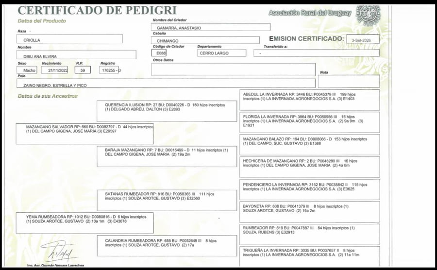 Lote Dibu Ana Elvira