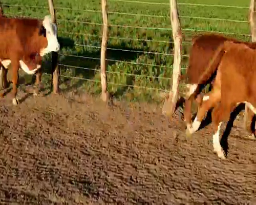 Lote 65 Terneros en Villaguay, Entre Ríos