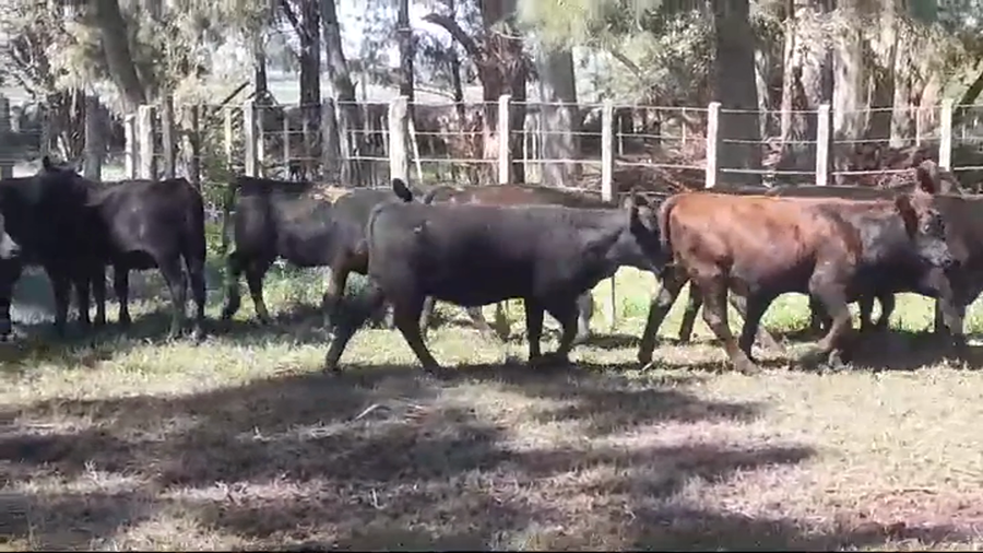 Lote 13 Terneras ANGUS a remate en #43 Pantalla Carmelo  180kg -  en OMBUE DE LAVALLE