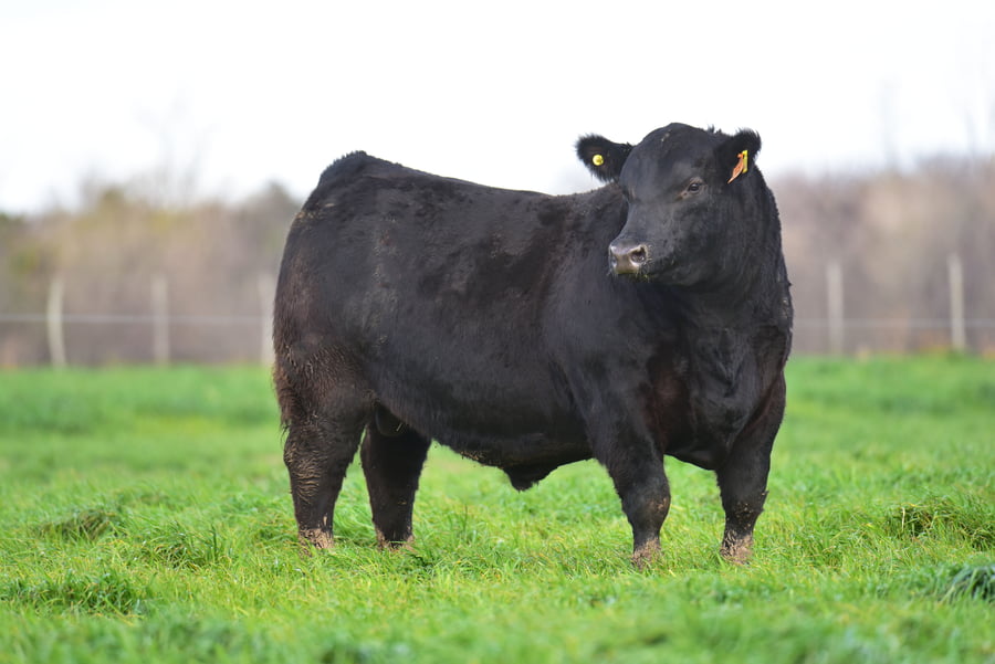 Lote TOROS PEDIGREE H383 H417