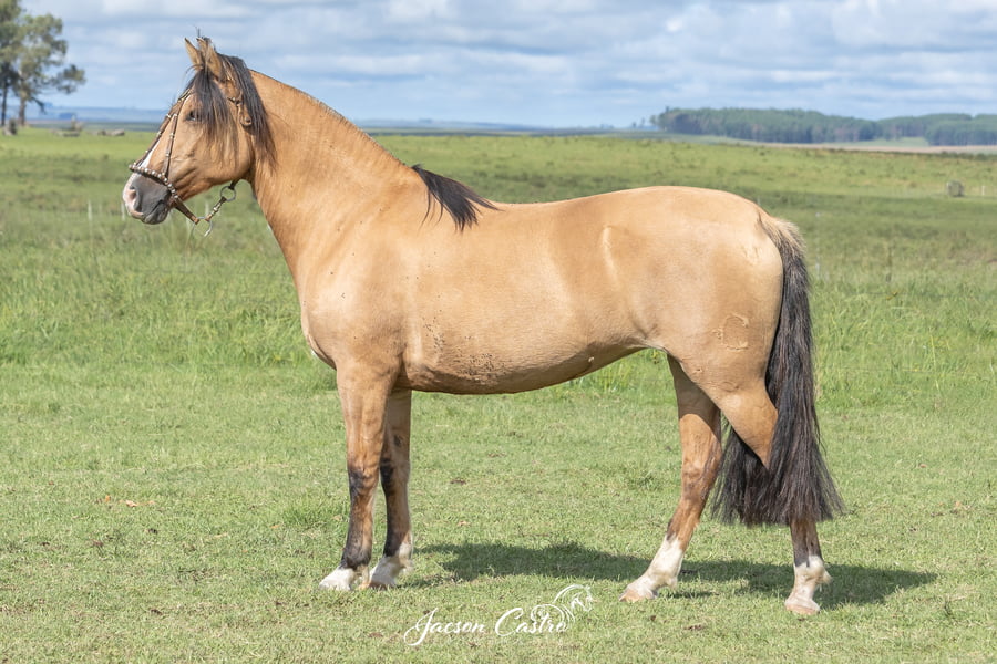Lote Acacia De Los Recuerdos