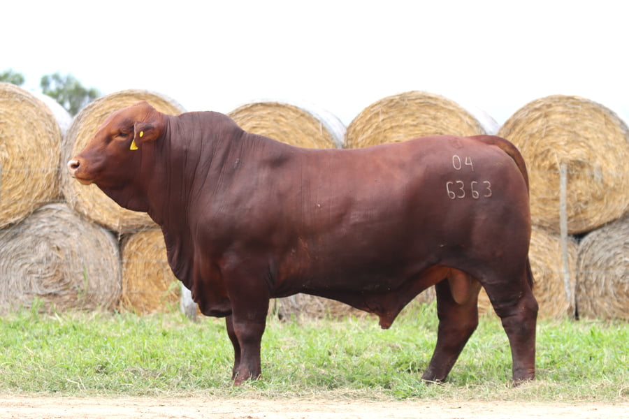 Lote LOTE 33