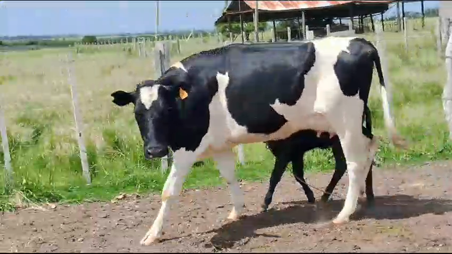 Lote 2 Piezas de cría Holando a remate en Pantalla Camy 450kg -  en Rodriguez