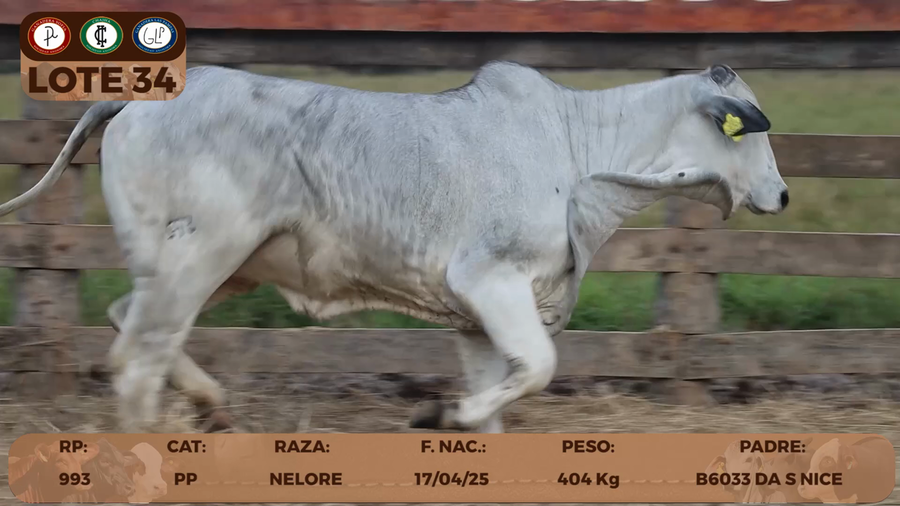 Lote LOTE 34