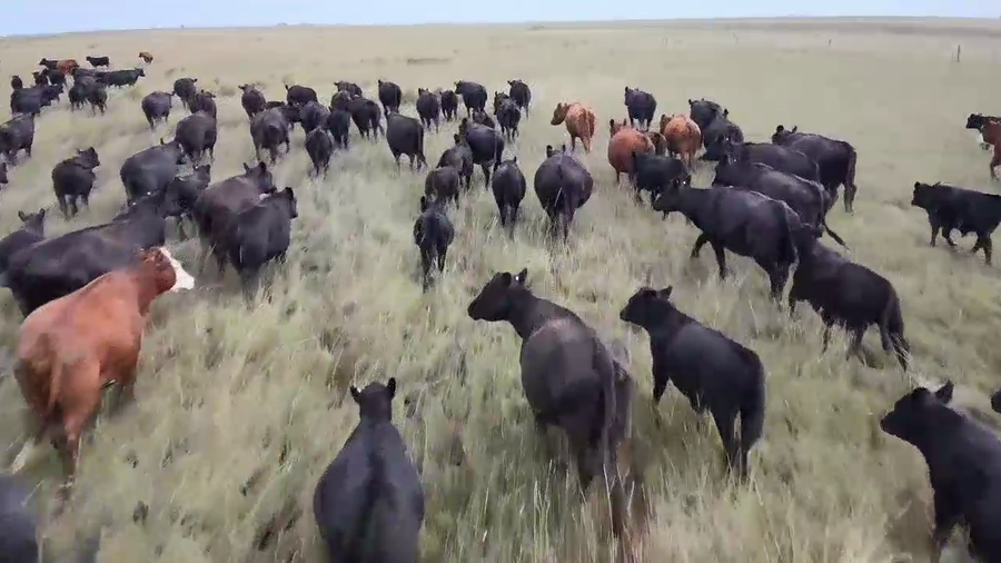 Lote 75 Terneros en Olavarria