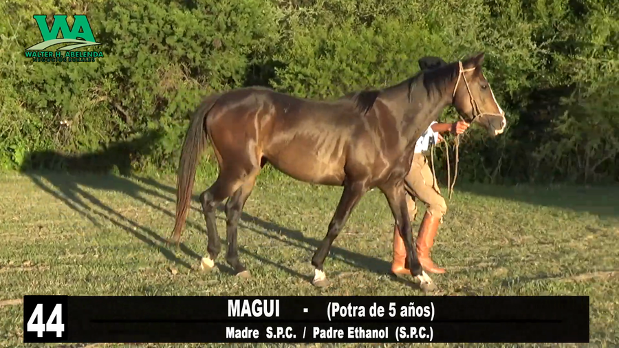 Lote MAGUI