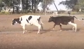 Lote 30 Terneros de 220Kg en Viamonte, Córdoba