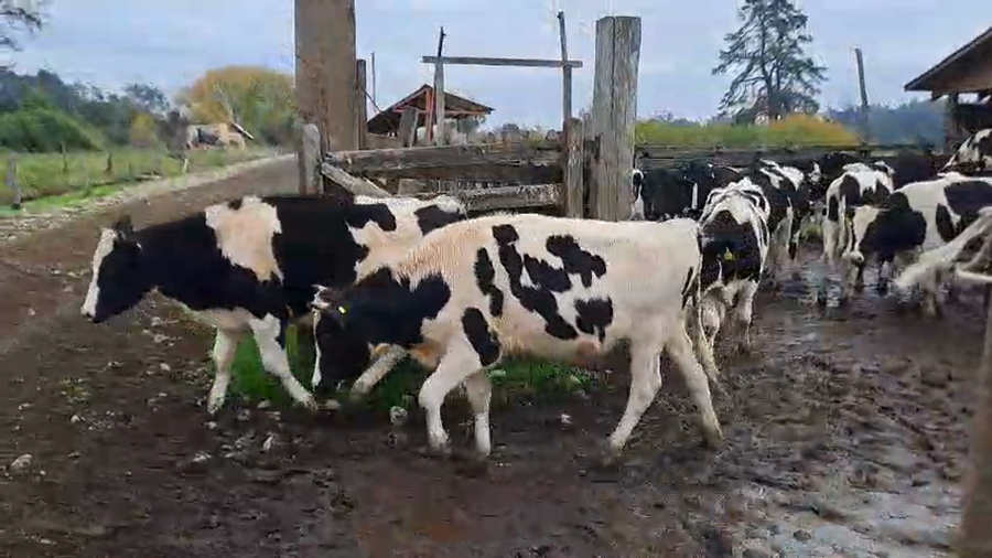 Lote 39 Novillo Engorda en Freire, IX Región Araucanía