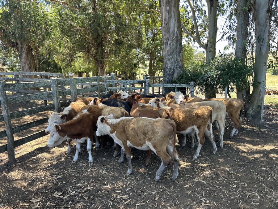 Lote Vaquillonas 1a2