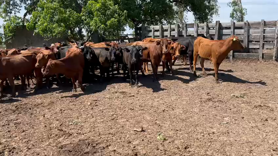 Lote 43 Vaquillonas en Esquina, Corrientes