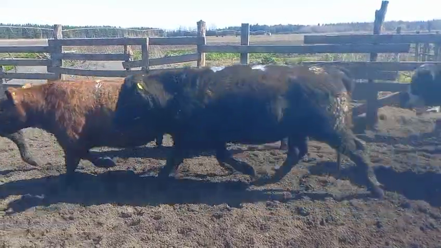 Lote 20 Novillo Gordo en Cabrero, VIII Región Biobío