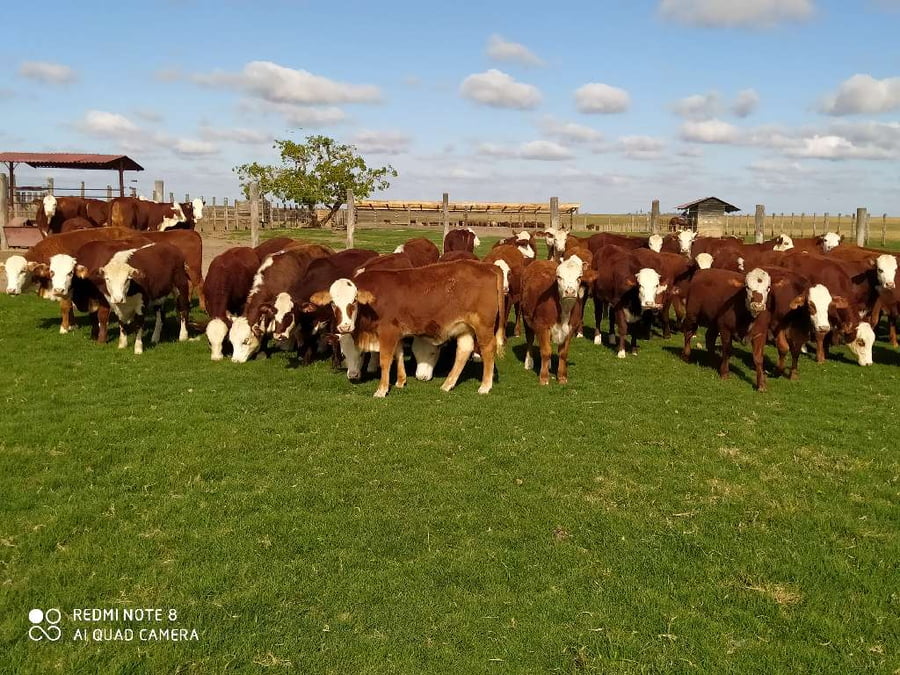Lote 70 Terneras en Chavarría, Corrientes