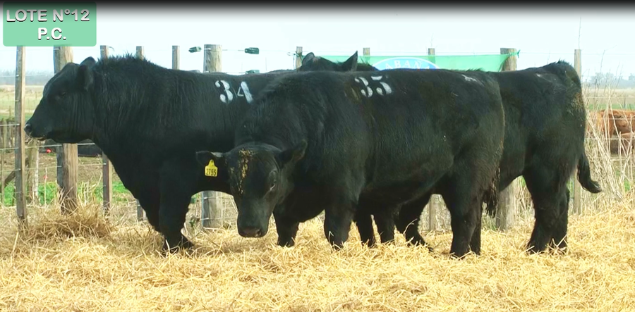 Lote TOROS PUROS CONTROLADOS