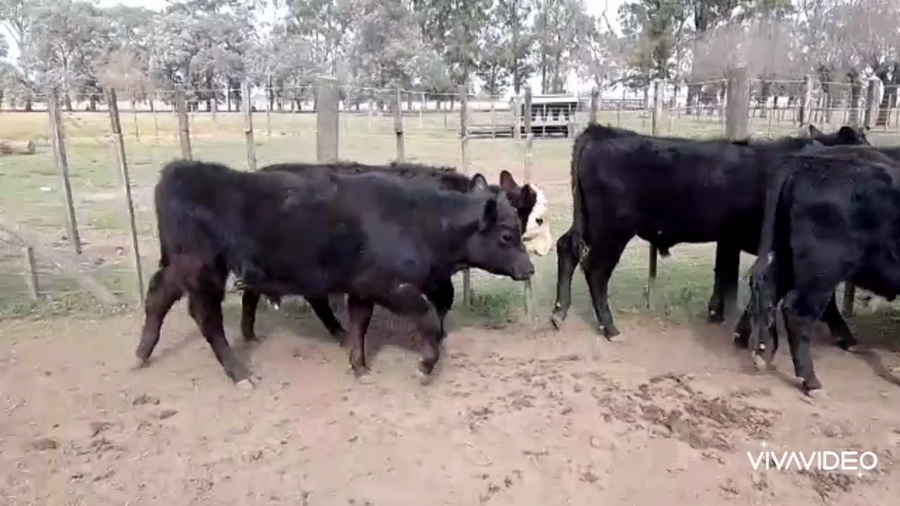Lote 6 Terneros/as en Cañuelas, Buenos Aires