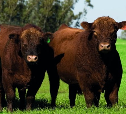 Lote 2 TOROS COLORADOS PC