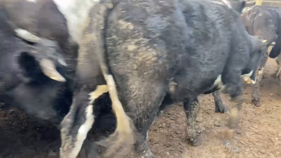 Lote 30 Novillo Gordo en Región Metropolitana, Melipilla