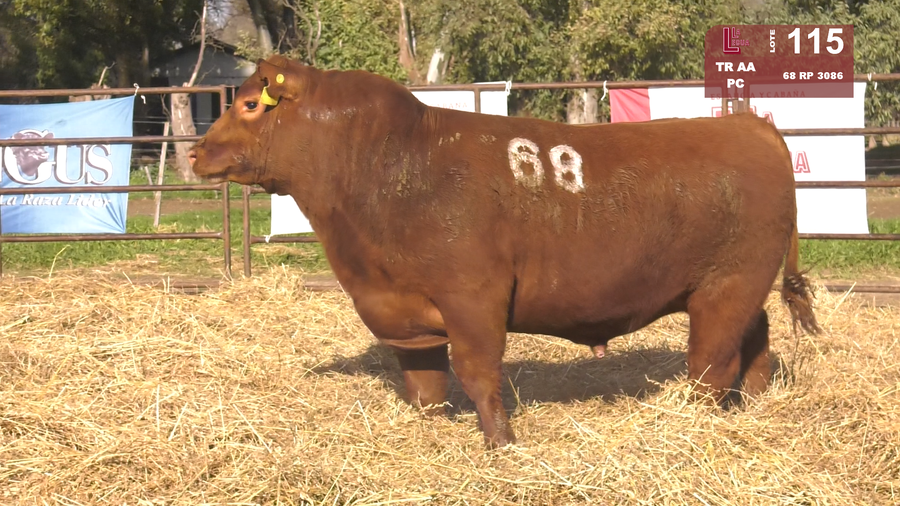 Lote TOROS ANGUS COLORADOS  PC