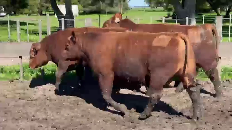 Lote TOROS PUROS CONTROLADOS LA MARGARITA