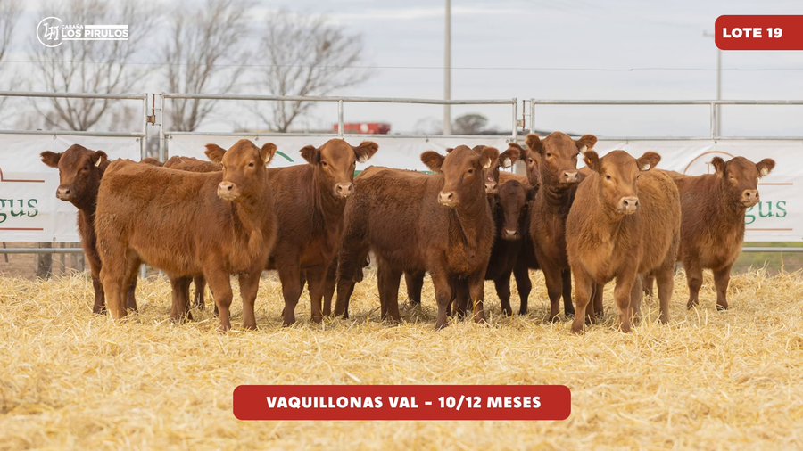 Lote VAQUILLONAS V.A.L. - 10/11 meses