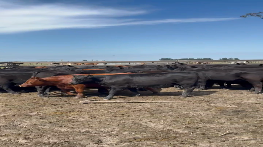 Lote 70 Terneros en Entre Ríos, Los Conquistadores