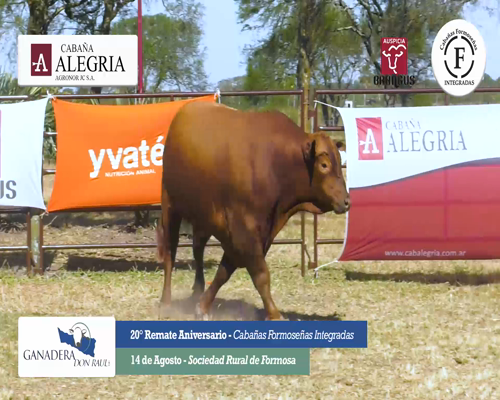 Lote ALEGRIA 1849 H