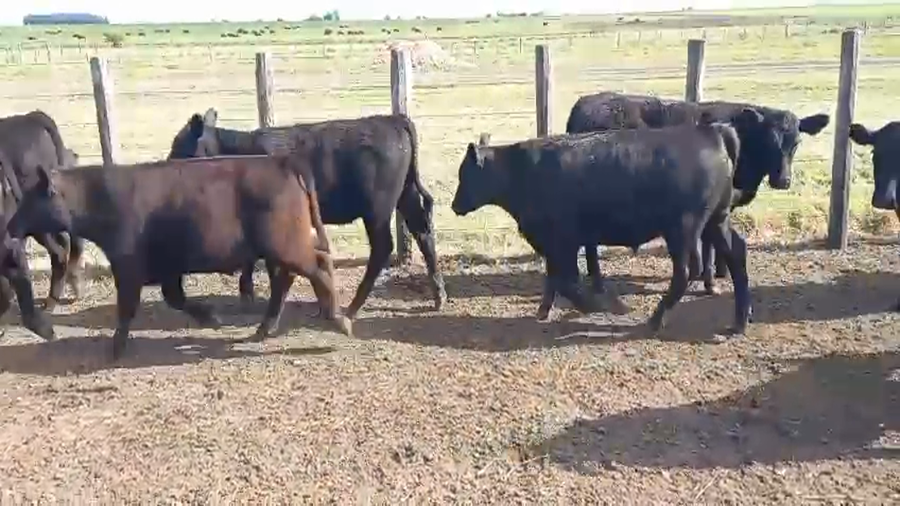 Lote 100 Terneros EN ENTRE RIOS