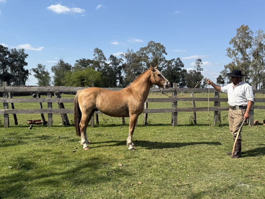 Lote Macho gatiado manso