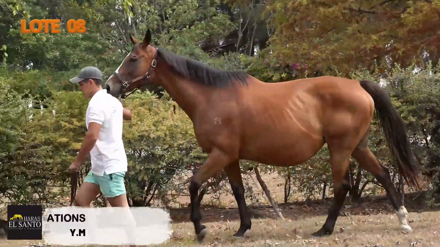 Lote VOODOO VIBRATIONS