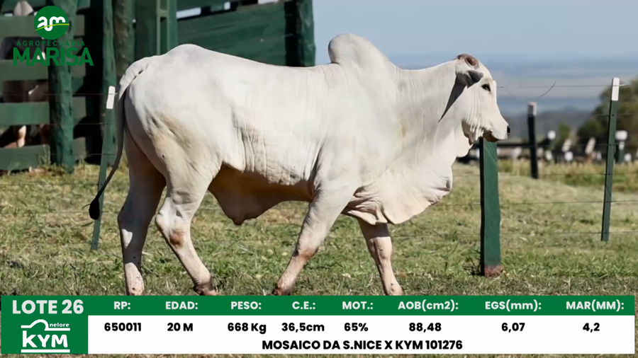 Lote Lote 26