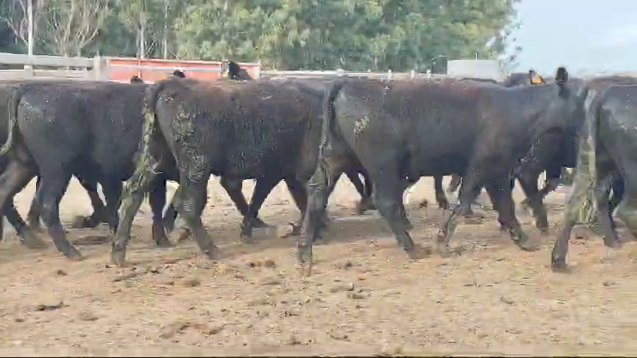 Lote 18 vaquillonas 18 meses- La Quebrada y Asoc.