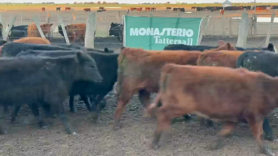 Lote 90 Vaquillonas en La Pampa, Trenel