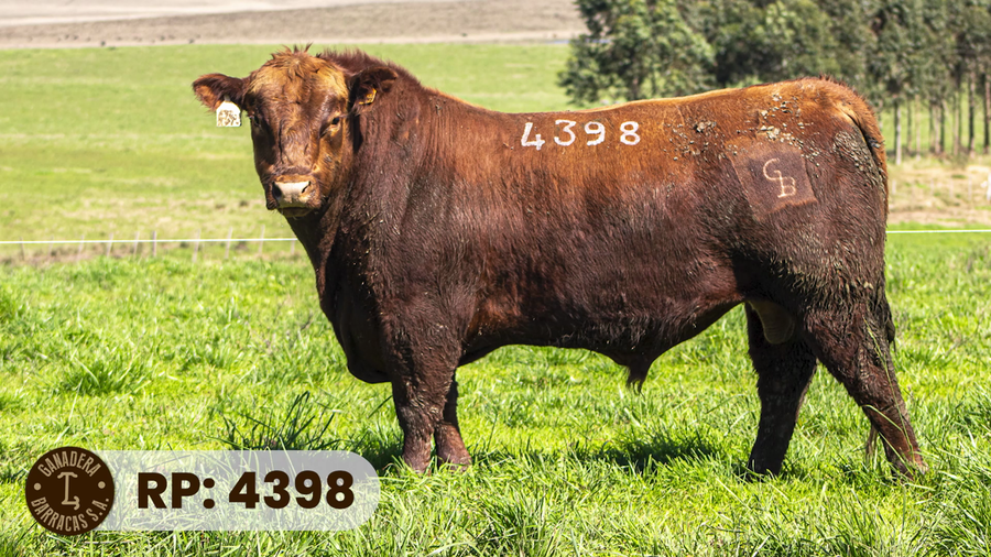 Lote RP 4398
