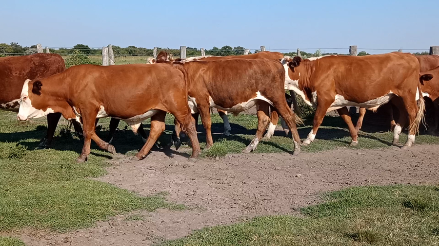 Lote 14 Novillitos en Corrientes, Curuzú-Cuatiá
