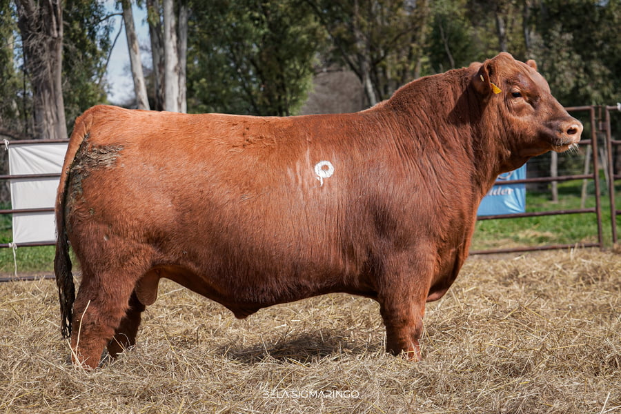 Lote TOROS ANGUS  PP