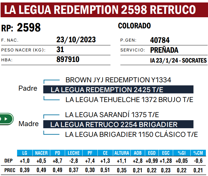 Lote VAQUILLONAS ANGUS  PP